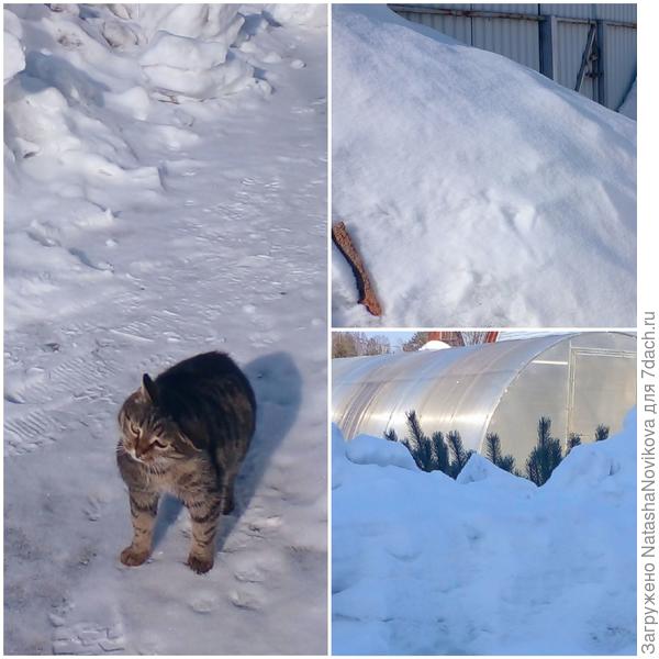 Масяна в непонятках - чего там хозяйка швыряет:)