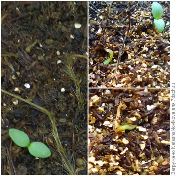 свежие всходы, сегодня клюнулись