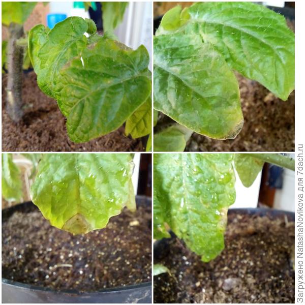 пока опрыснула "фитоспорином реаниматор"