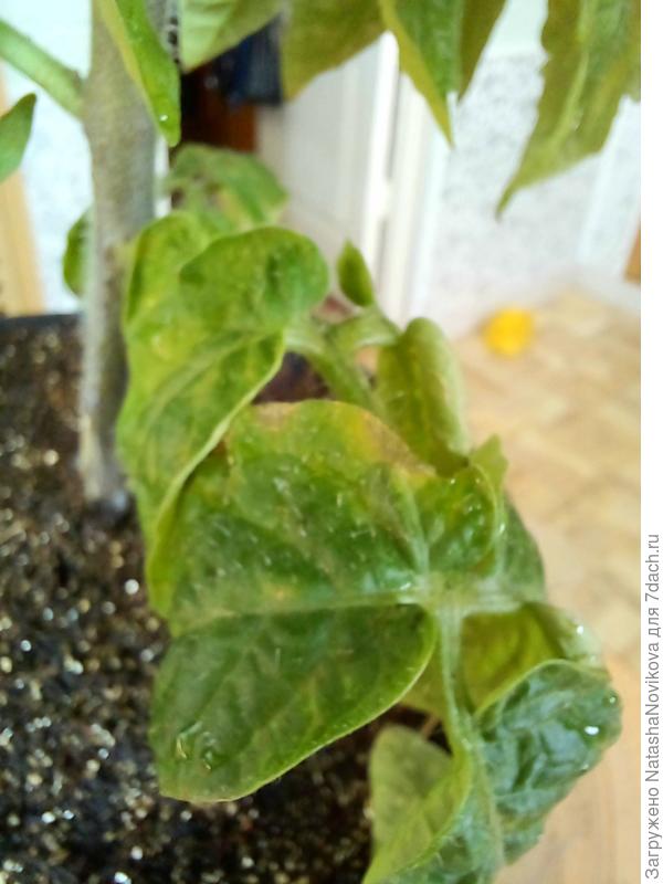 на листьях появились рыжие пятна