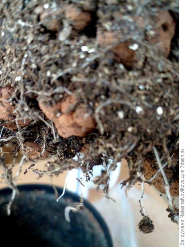 убрала керамзит, никогда ранее не использовала и больше не буду