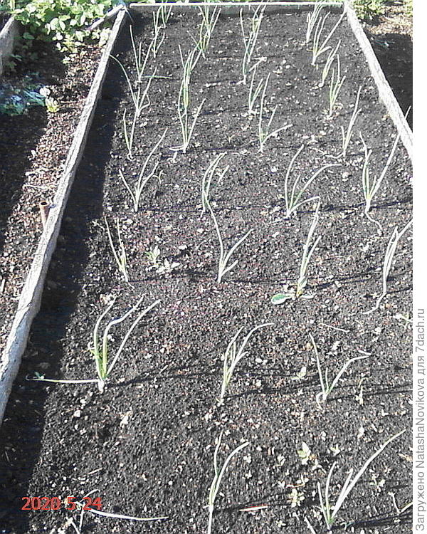 посчитала - вроде 36 корешков