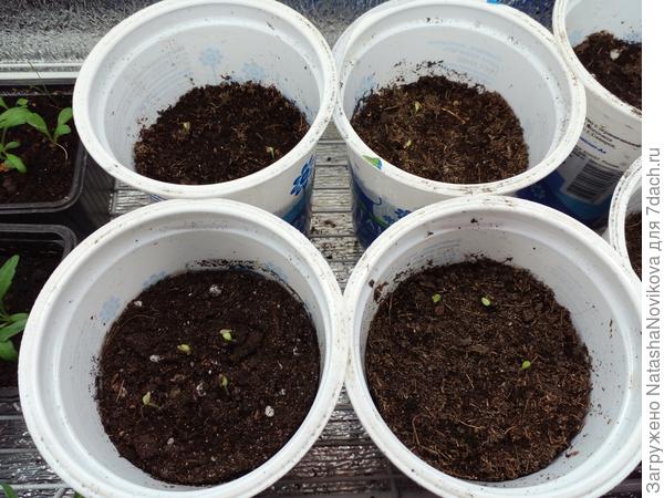 семена астры по стаканчикам