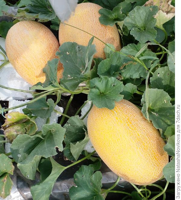 дакаро 4 августа 2024г