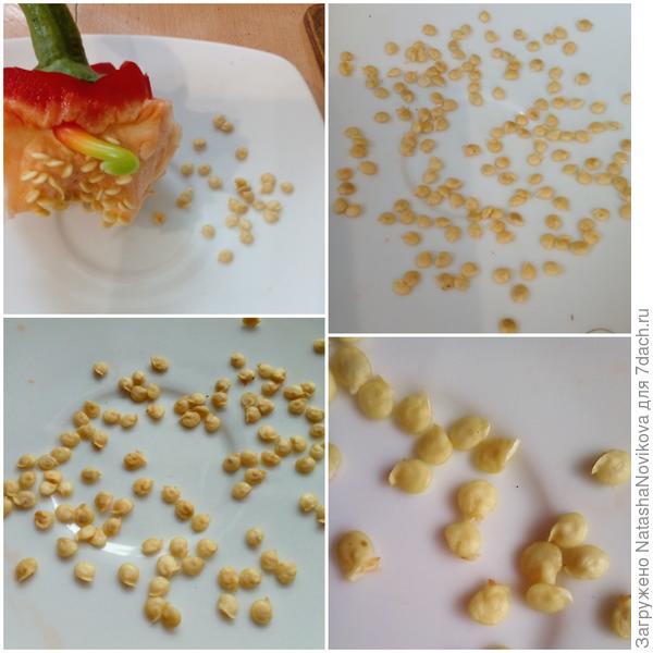 семена крупные, вызревшие:)