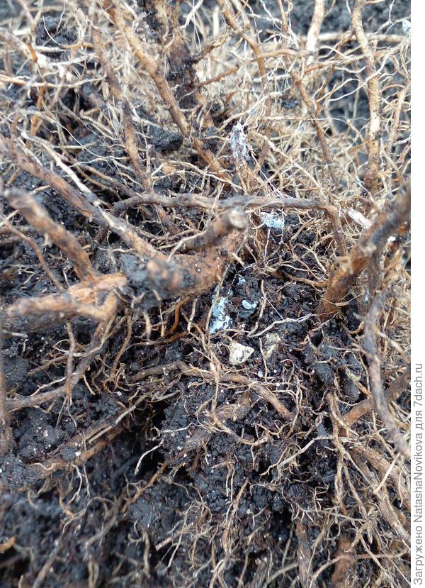 и это ещё не весь корень в кадре