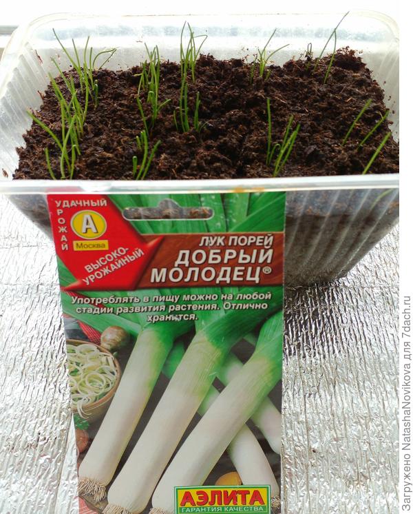 порей - сплошное недоразумение