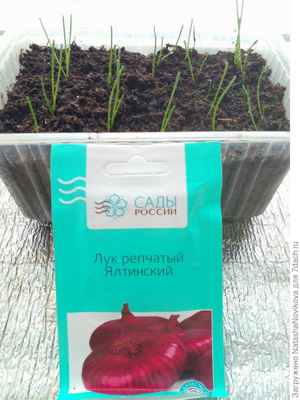 всходы очень редкие, нашла просроченные семена, сегодня ещё посею