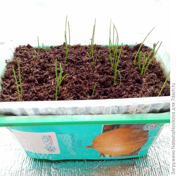 этот сегодня подсеяла, да в плошку несколько семок добавляла уже