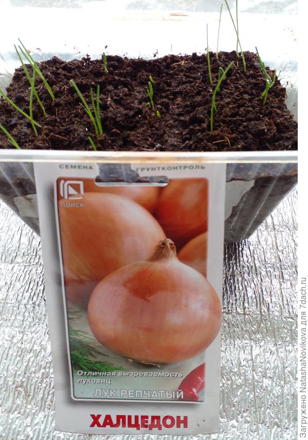 сюда тоже подсеивала семена