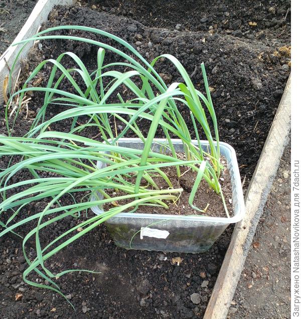 высадка рассады