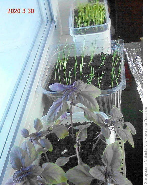 всегда стригу в марте и второй раз в апреле