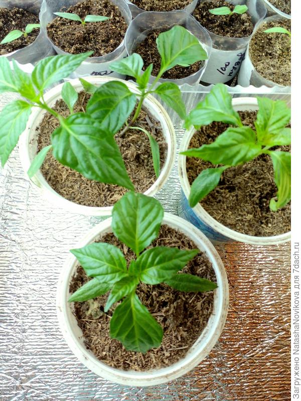 двойной себе оставлю, мне хватит, а парочку соседка заберёт.