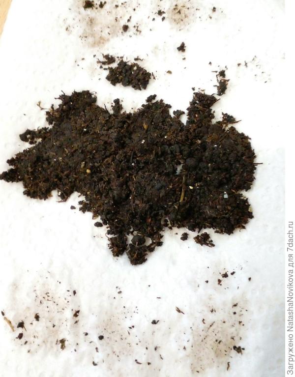 земля из почвобрикета, ещё мокрая, очень медленно просыхает.
