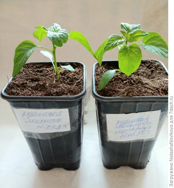 перевалила перцы в стаканы по 0,9 л