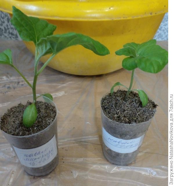 по внешнему виду и размеру листьев баклажан с микоризой лидирует