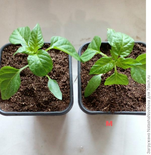 близнецы-перчики.