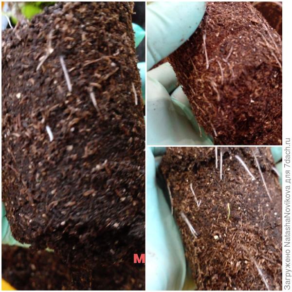 у баклажана с микоризой корни короткие, но толстые, количество корешков больше, чем у сородича:)