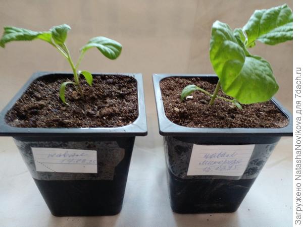 перевалила баклажаны в стаканы 1 литр