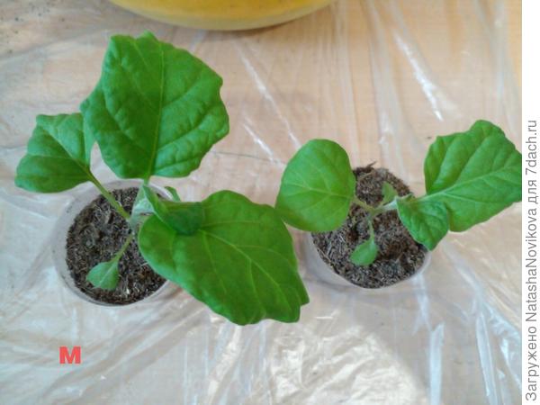 листья у баклажаны на микоризе крупнее