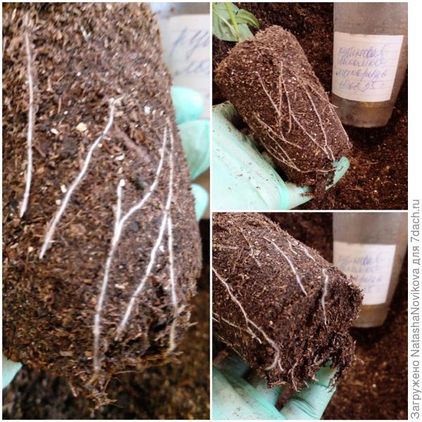 корни у перца на микоризе почти такие же