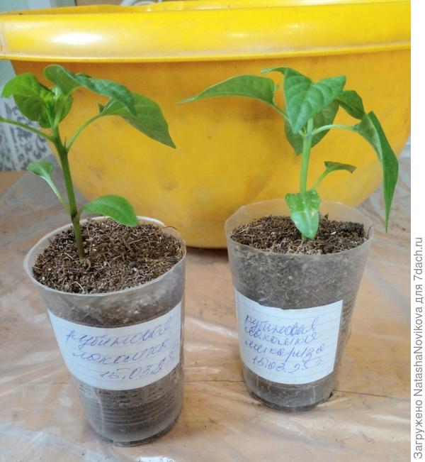 перцы - внешний вид абсолютно одинаковый у экземпляра с микоризой и без