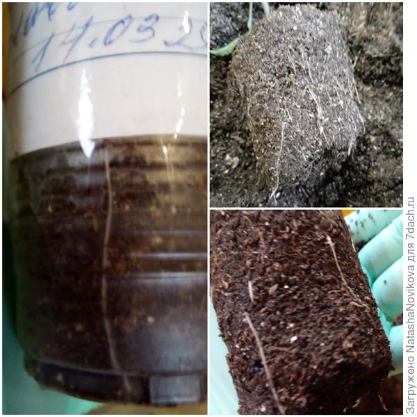 корни у баклажана без микоризы длинные и тонкие