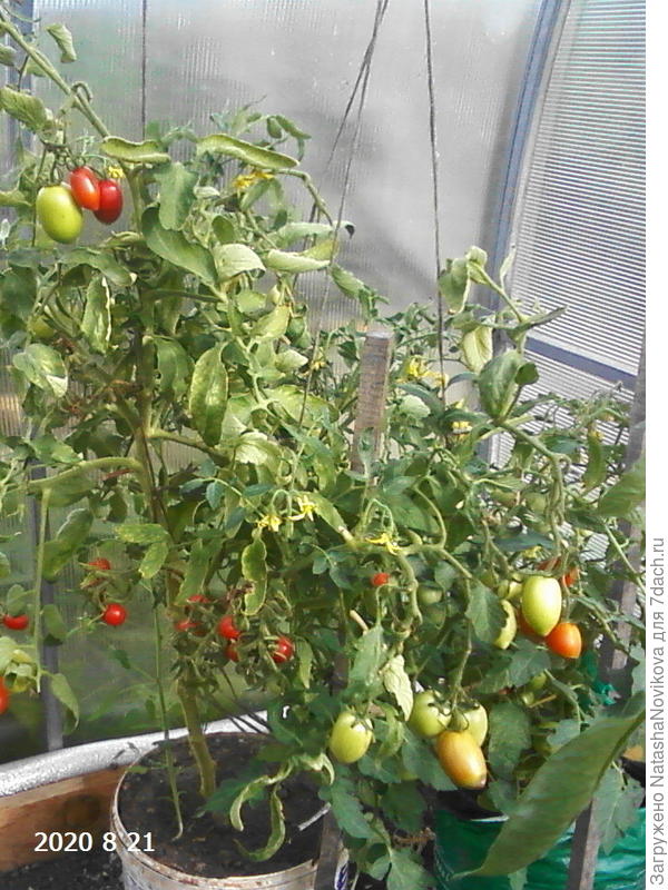 томат "москвич" в ведре