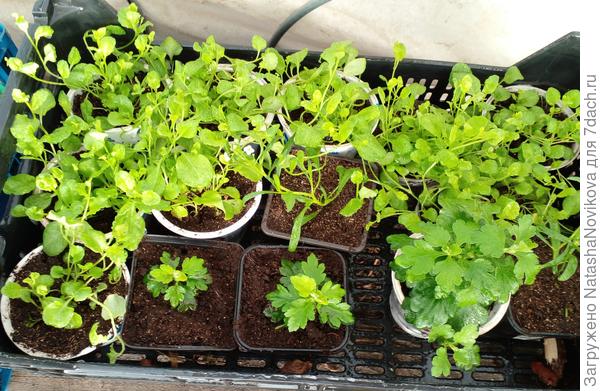 лобелия, аллиссумы живы