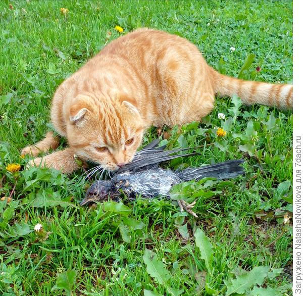 летом дроздов на лету под жимолость ловил