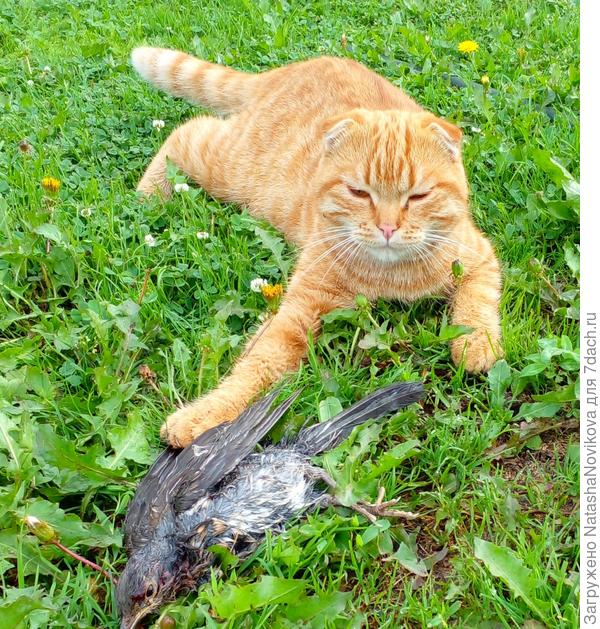 гордый такой:) охотник;)