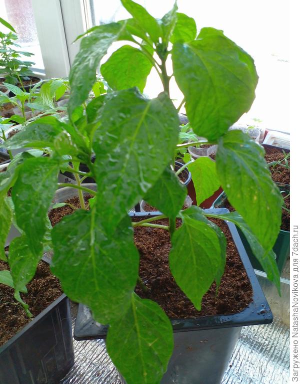 "пламя дракона"