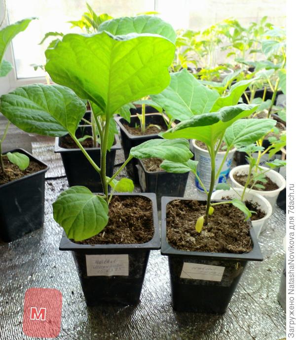 баклажаны, микоризный то же обогнал собрата