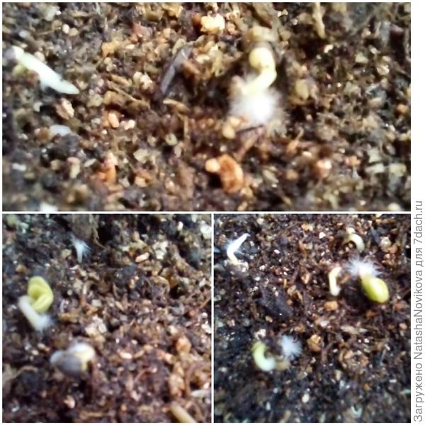 все клювики с пушком