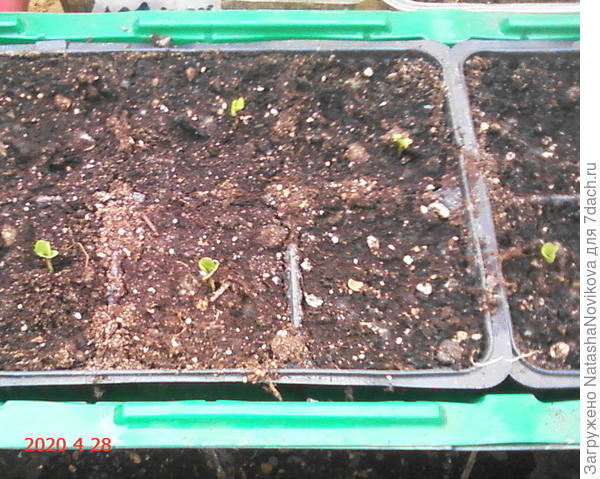 вот капуста без микоризы &quot;засолиха&quot;