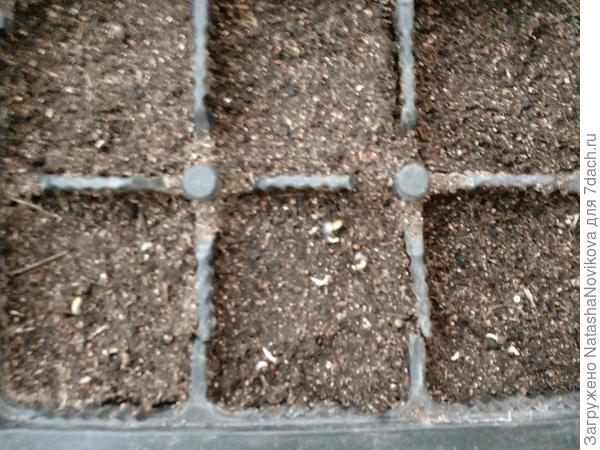 семена клюются