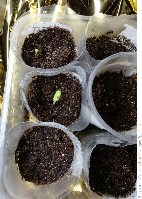 саммит из 3-х пока 2 петельки