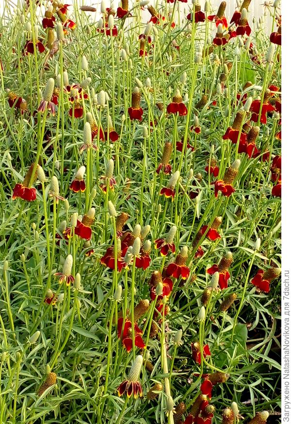 мне она понравилась, но не буду сеять, вымерзает