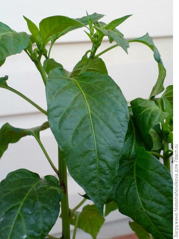 пора в грядку или в ведро