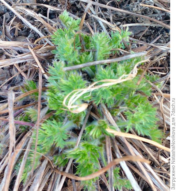 просыпается трогательная нежность и природная красота