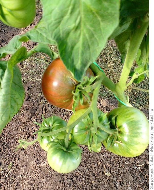 11 июля "крутой папа"