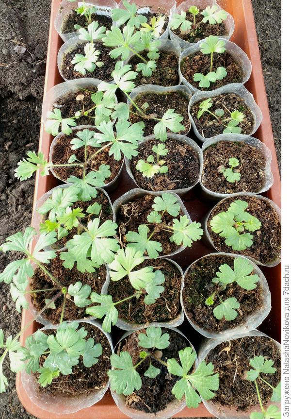 всё что осталось, не продаю, дарю только добрым знакомым и подруге одной, потому что она, как и я ответственная