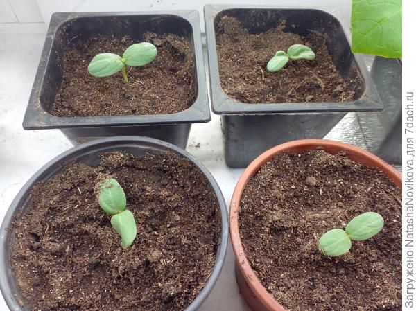 сегодня буду подсыпать земельки