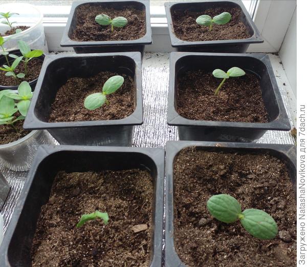 все в литровых горшках, одна дыня "дакаро" скрутила семядольные листики