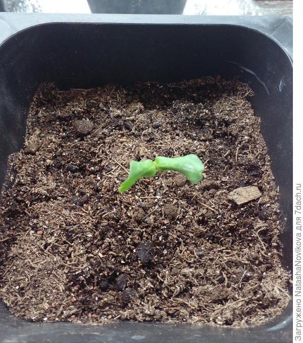 сегодня подсыплю ей земли и колпак одену, жалко если пропадёт