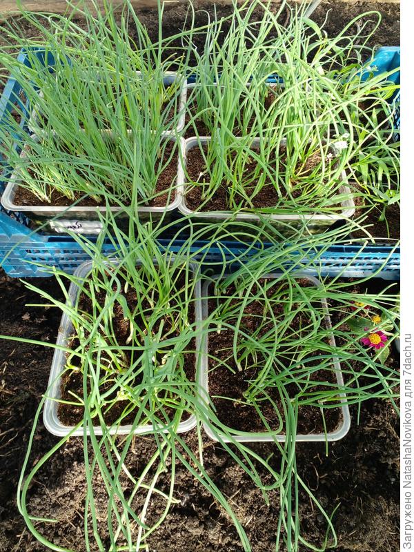 ждём тёплой земли на грядке, лук не весь мой половину буду высаживать подруге