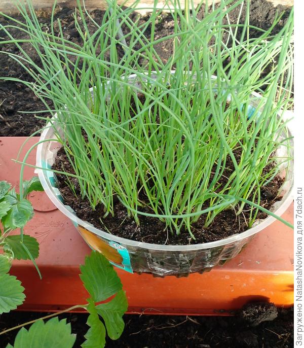 повторный посев догнал по развитию первый