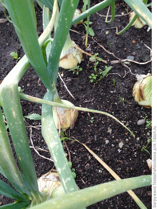 поврежденное перо лука в июне