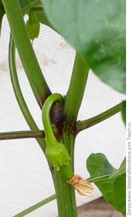 пытается завязать перчики