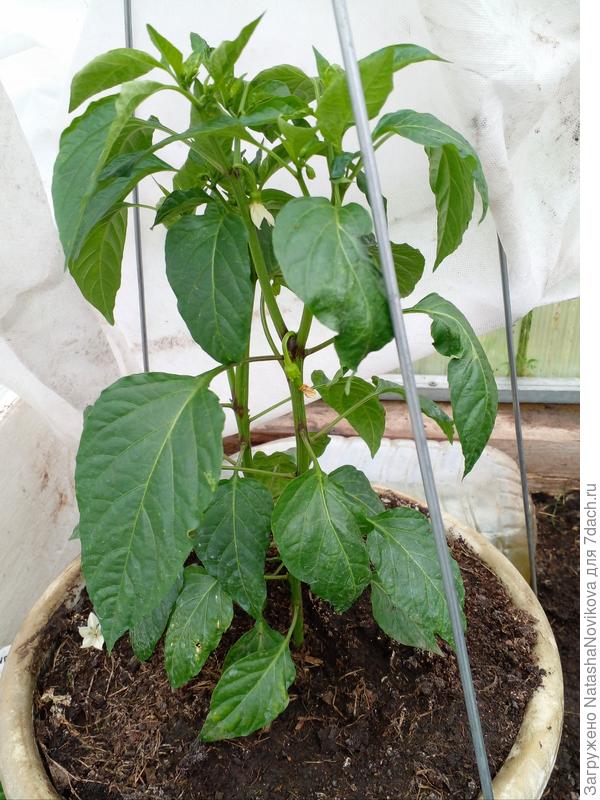 &quot;пламя дракона&quot;